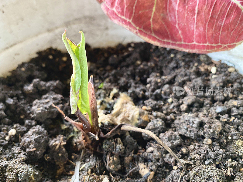 异国情调的“Caladium双色草莓星”和“Caladium Peppermint”盆栽植物在花盆里